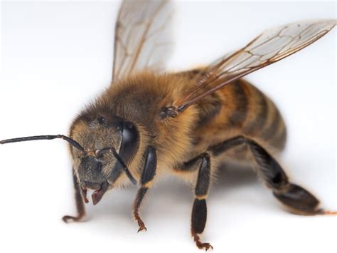 Bee Spotlight Honey Bee Worker — Bee And Bloom