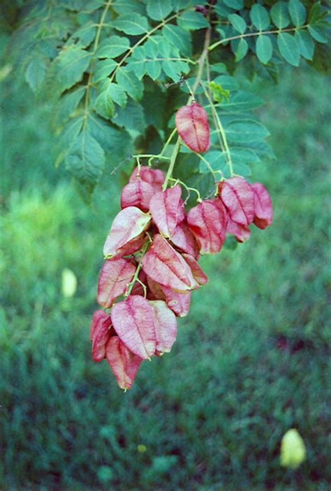 We are the largest seller of tree and shrub seeds. Rose Lantern Golden Rain Tree (Koelreuteria paniculata ...