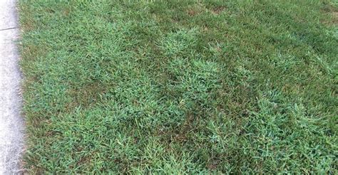 Preventing Weeds And Crabgrass In Your Tall Fescue Lawn Lawn Synergy