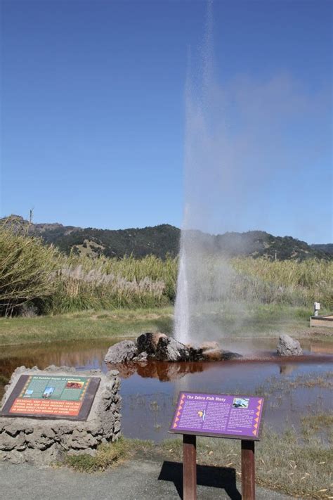 california s old faithful calistoga california atlas obscura