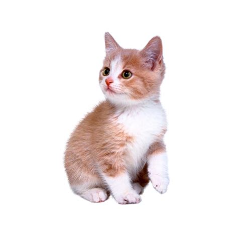 Download Domestic Kitten Hd Image Free Hq Png Image Free