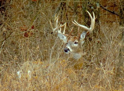 Ohio Bowhunters Can Enjoy Prime Time In The Buckeye Deer Woods