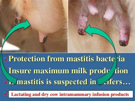 Managing Mastitis In Bred Heifers