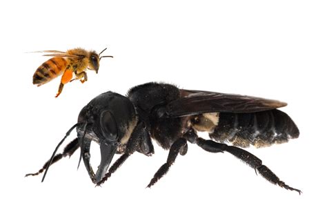 Worlds Biggest Bee Found The University Of Sydney