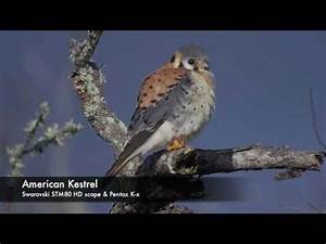 American Kestrel Identification Information Data About Size Weight
