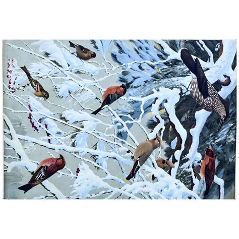 Austrian Winter Birds Vintage Wall Chart For Sale At 1stdibs