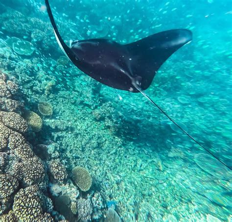 Swimming With Manta Rays In Fiji All You Need To Know 24 Hours Layover