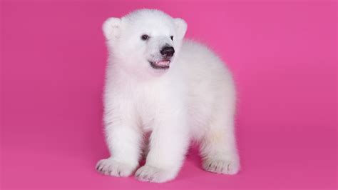 The Cutest Polar Bear Cub In The World Animal Photo