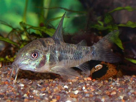 Cory Catfish A Brief Information With 7 Different Types Pets Nurturing