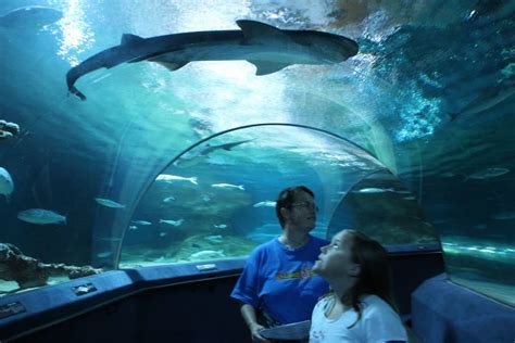 Discover The Wonder Of The National Aquarium Napier