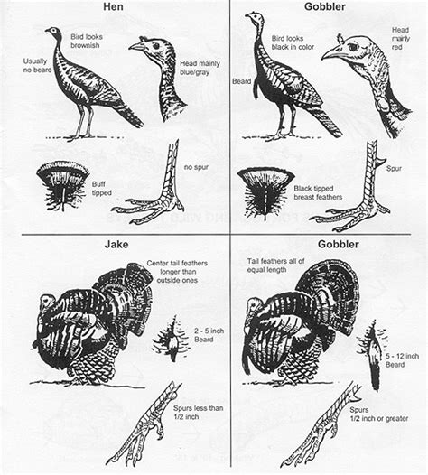 How To Tell The Difference Between Male Female Turkeys Good Morning