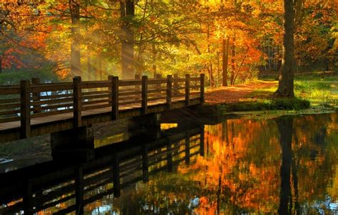Wallpaper Autumn Forest Leaves Water Trees Bridge