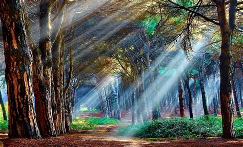 Meditation Forest Morning View Sunbeams Bonito Trees Shrubs