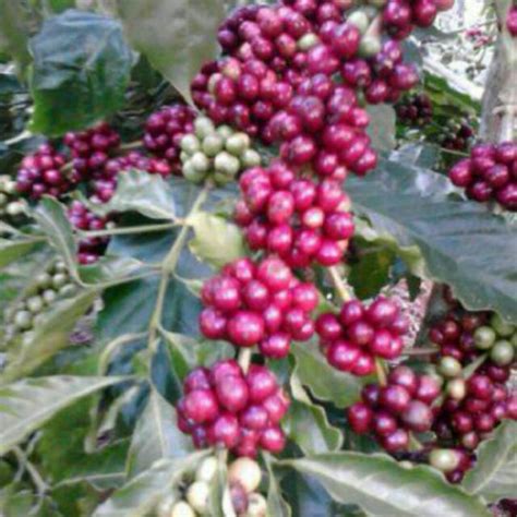 Jual Bibit Kopi Arabika Unggul 70cm Jual Bibit Tanaman Dan Buah