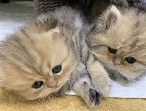 Golden Teacup Persian Kittens for Sale at CatsCreation - CatsCreation
