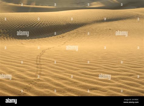 Sand Dunes In Thar Desert Jaisalmer Rajasthan India Stock Photo Alamy