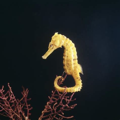 Spotted Seahorse On Gorgonian Coral From Indo Pacific Photographic