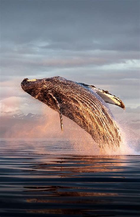 Humpback Whales Are Famous For Breaching Leaping Out Of The Water In