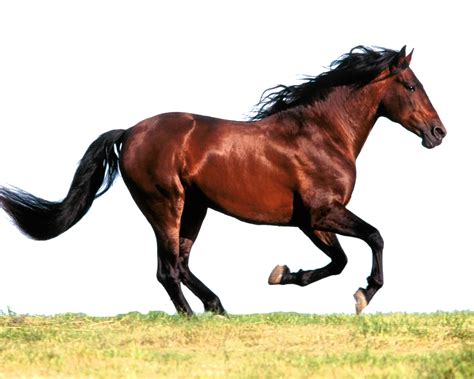 Beautiful Horses Transparent Photo