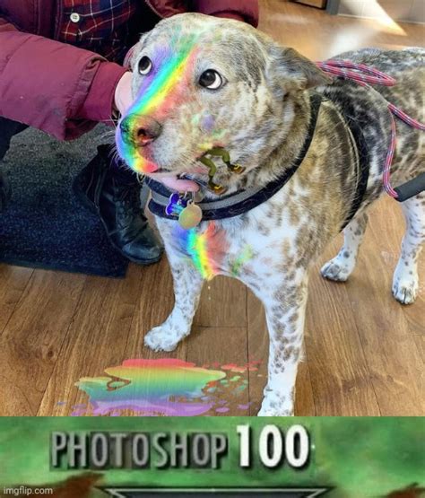 Rainbow Dog Imgflip