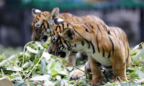 100 Day Birthday Celebrated For Twin Cubs Of South China Tiger In