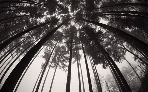 Forets Trees Black And White Mac Wallpaper Download Allmacwallpaper