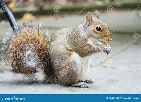 Squirrels Eating Acorns Stock Photo Image Of Green 153795672
