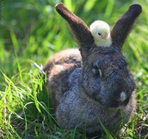 Funny Animal Couples (104 pics) - Izismile.com
