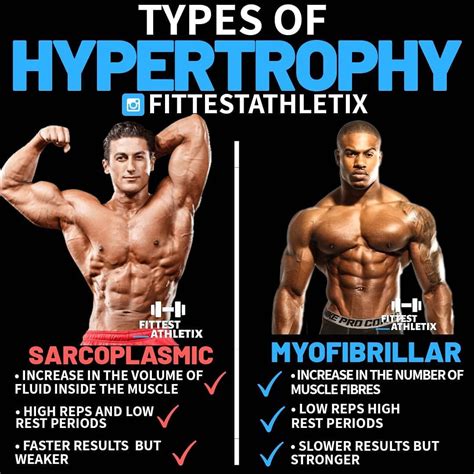 Myofibrillar Hypertrophy Is The Growth Of Muscle Contractile Parts