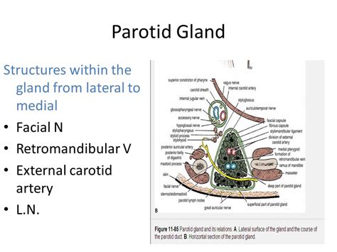 Parotid Gland Infection Treatment Antibiotic