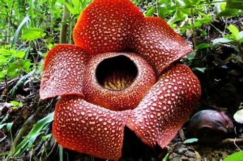 From citrus to floral, from steals to luxury picks, you'll find a scent that suits your needs. Top 10 Foul Smelling Flowers in the World