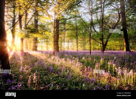 Amazing Sunrise Through Bluebell Woodland Wild Spring Flowers Hidden