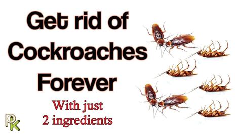 How To Get Rid Of Cockroaches In Your Home With Just 2 Ingredients Youtube