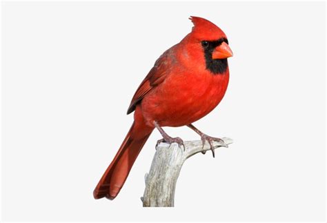 Cardinal Bird Png Svg Free Download Red Cardinal Transparent Png