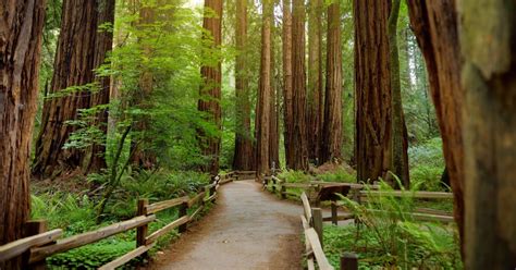 Muir Woods National Monument Tour Guidato Da San Francisco Getyourguide