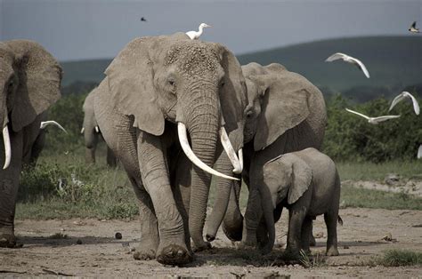 African Elephant Loxodonta Africana Photograph By John Sparks Fine