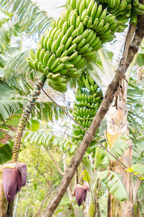 Banana Tree With A Bunch Of Bananas High Quality Nature Stock Photos