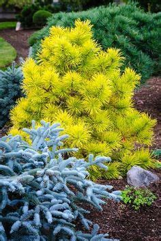 Www.digatree.com/bulk/gold_rider.html call us for gold rider leyland cypresses at 215 651 8329 the gold rider has. Image result for Donard Gold Monterey Cypress Cupressus ...