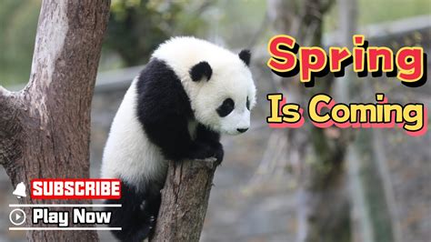 Super Panda Episode 295 Pandas Are Waiting For The Coming Spring