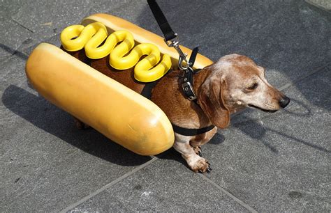 10 Sausage Dogs Dressed As Wieners For Hot Dog Day The Dog People By