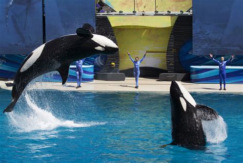Seaworld San Diego Puts On Final Killer Whale Show Time