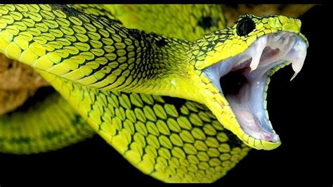 Top 10 Most Venomous Snakes In The World Venomous Snakes