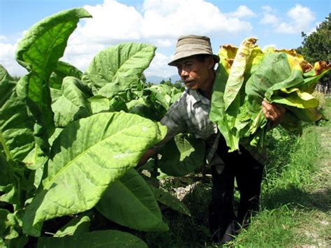 Daun Tembakau Jember Jadi Bahan Baku Cerutu Havana Suara Investor