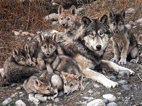 Gray Wolf Pack With Puppies