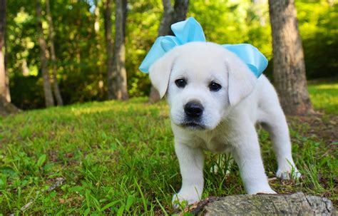 White Labrador Retriever Visit Our Website Now Labrador