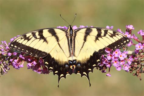 Tigre Masculino Swallowtail Glaucas Del Papilio Imagen De Archivo