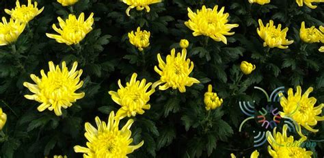 เบญจมาศ Chrysanthemum Spp ข้อมูลพันธุ์ไม้