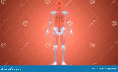 Anatomie Squelettique Appendiculaire Humaine Du Syst Me Net Illustration Stock Illustration Du