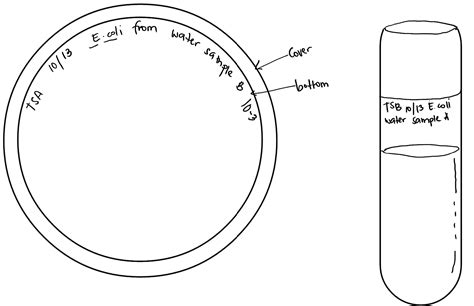 Solved Explain The Correct Way To Label An Agar Petri Dish Then