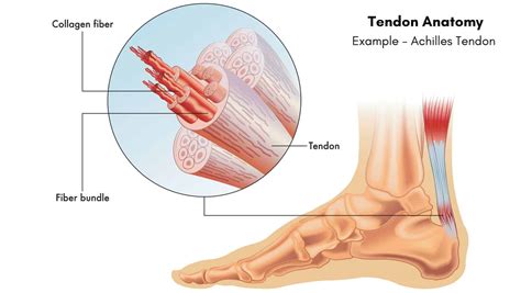 Tendon Vs Ligament The Difference Between Tendon Ligament
